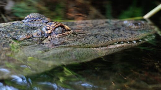 Alligator américain