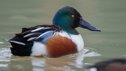 Canard souchet