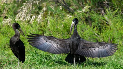 African openbill