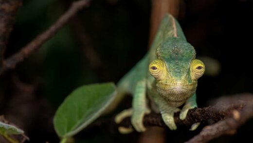Parson&#8217;s chameleon