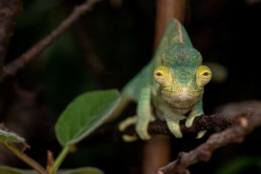 Caméléon de Parson