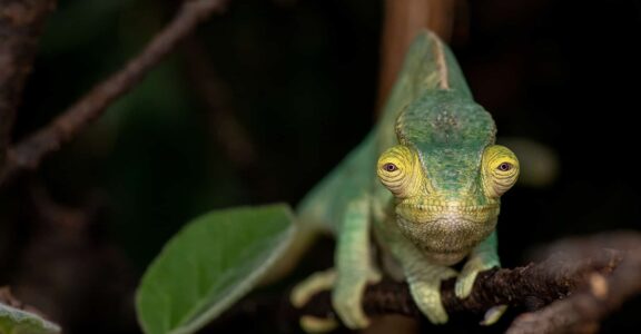 Caméléon de Parson
