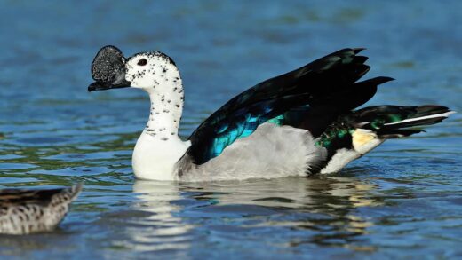 Canard à bosse