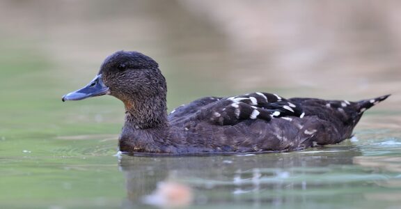 Canard noirâtre