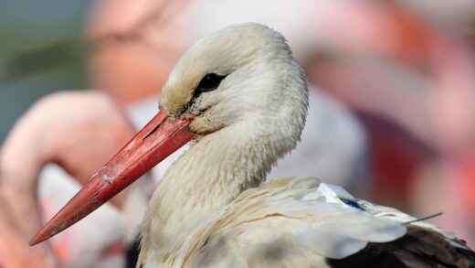 White stork