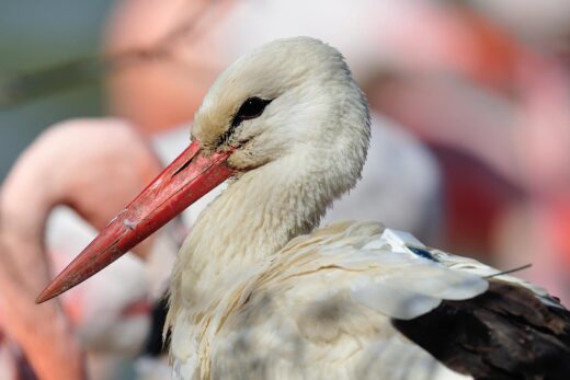 Cigogne blanche