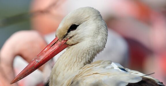 White stork