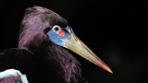 Abdim’s stork