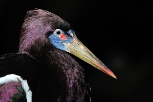 Cigogne d&#8217;Abdim