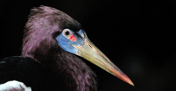 Cigogne d’Abdim