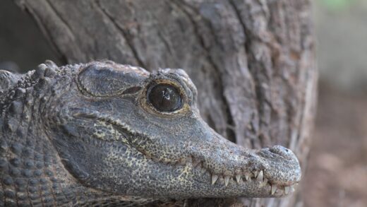 Dwarf crocodile