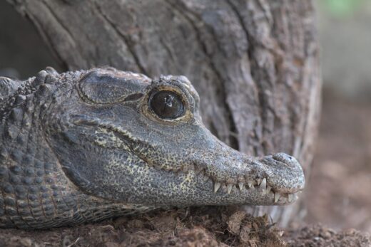 Crocodile nain