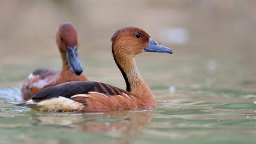Dendrocygne fauve