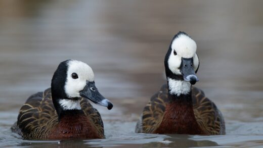 White-faced whistling duck
