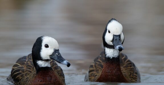 Dendrocygne veuf
