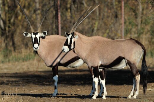 Oryx gemsbok