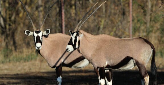 Gemsbok