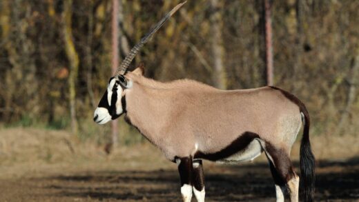 Gemsbok