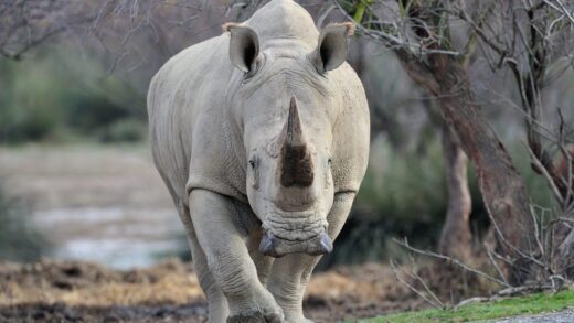 Rhinocéros blanc