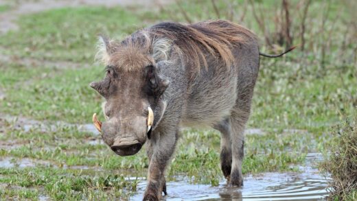 Common warthog