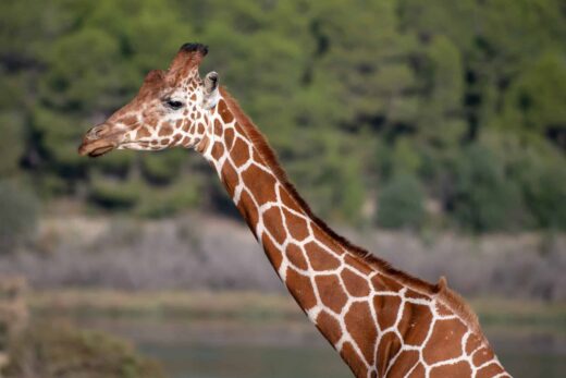 Girafe