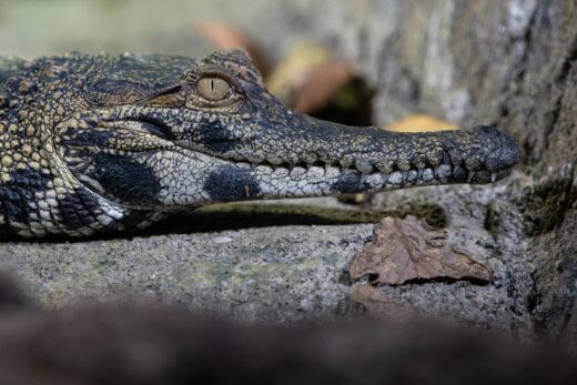 Faux-gavial d&#8217;Afrique de l&#8217;Ouest