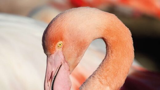 Flamant rose