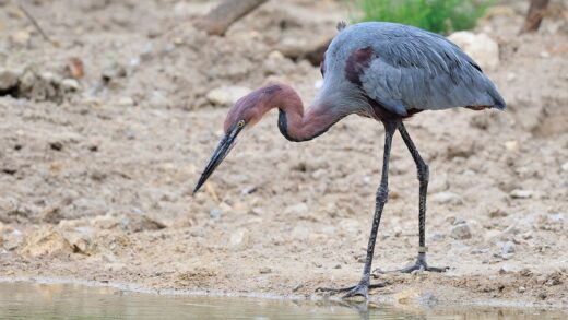 Garza goliat