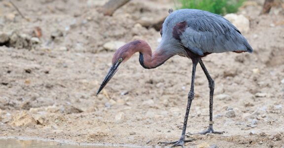 Garza goliat