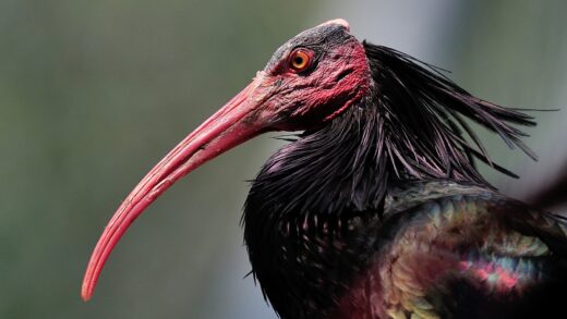 Ibis chauve