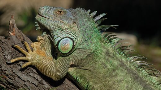 Iguane vert