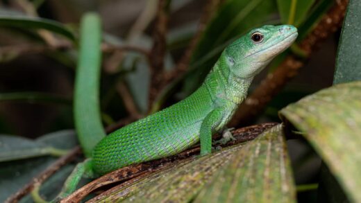 Lézard émeraude