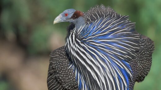 Vulturine guinea fowl