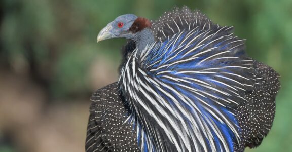 Vulturine guinea fowl