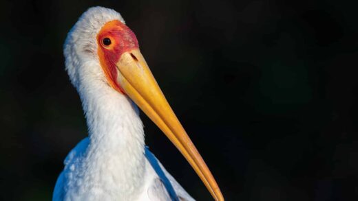Tantale ibis