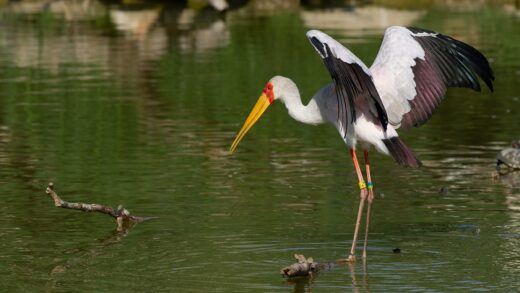 Yellow-bird stork