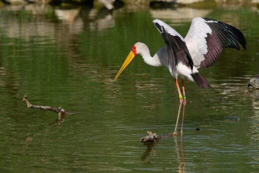 Tantale ibis