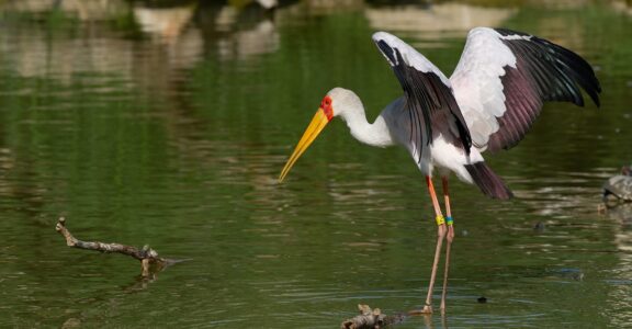 Yellow-bird stork