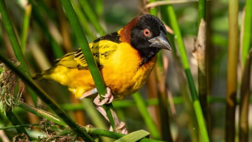 Village Weaver