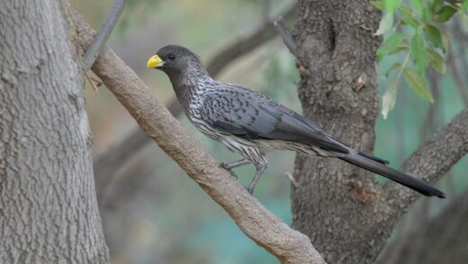 Western plantain-eater