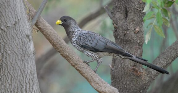 Touraco gris