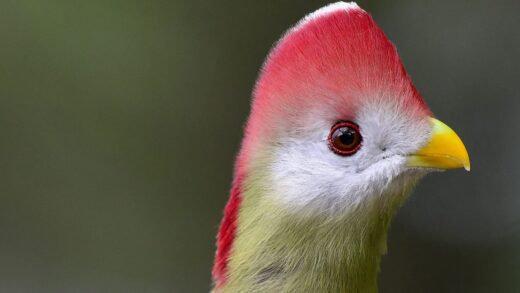Turac de cresta roja