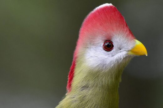 Touraco pauline