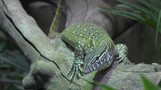 Varan du Nil