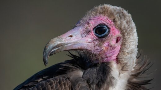 Hooded vulture