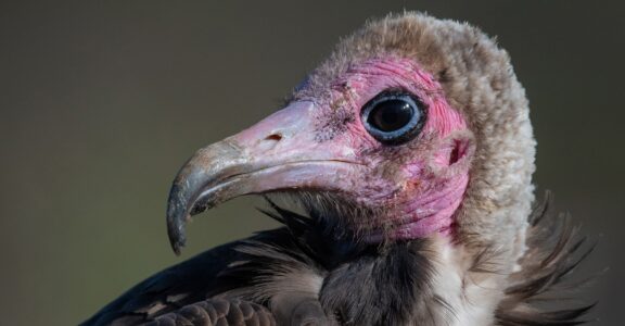 Vautour à capuchon