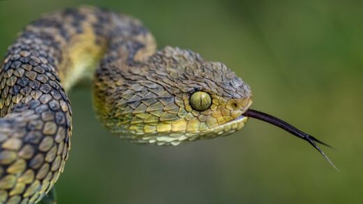 Vipère de brousse écailleuse