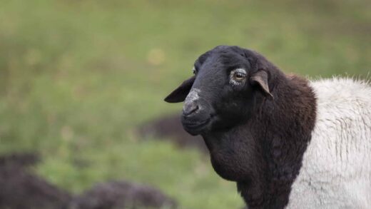 Mouton de Somalie