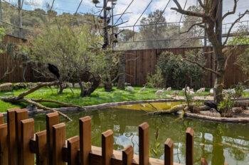 La Laguna de las Espátulas africanas, un nuevo espacio dedicado a las aves