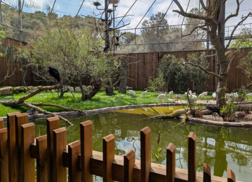 La&#x20;Laguna&#x20;de&#x20;las&#x20;Esp&#x00E1;tulas&#x20;africanas,&#x20;un&#x20;nuevo&#x20;espacio&#x20;dedicado&#x20;a&#x20;las&#x20;aves
